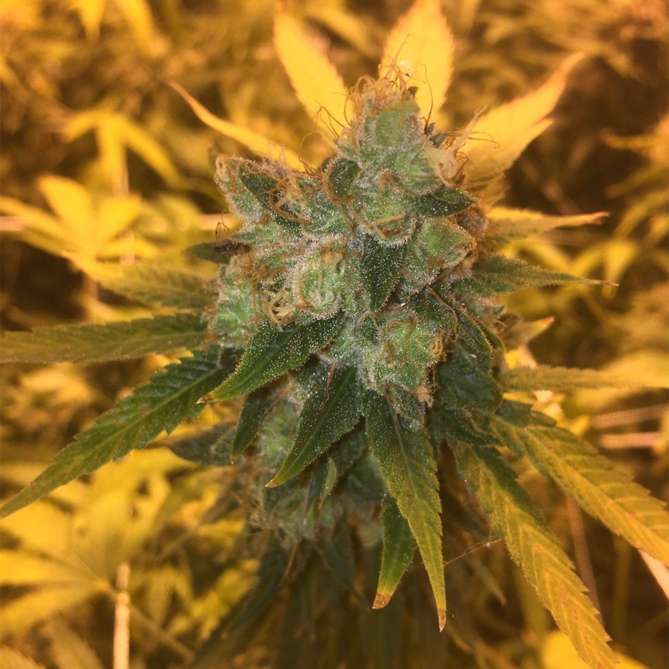 Семена  Sage n Sour feminised Ganja Seeds