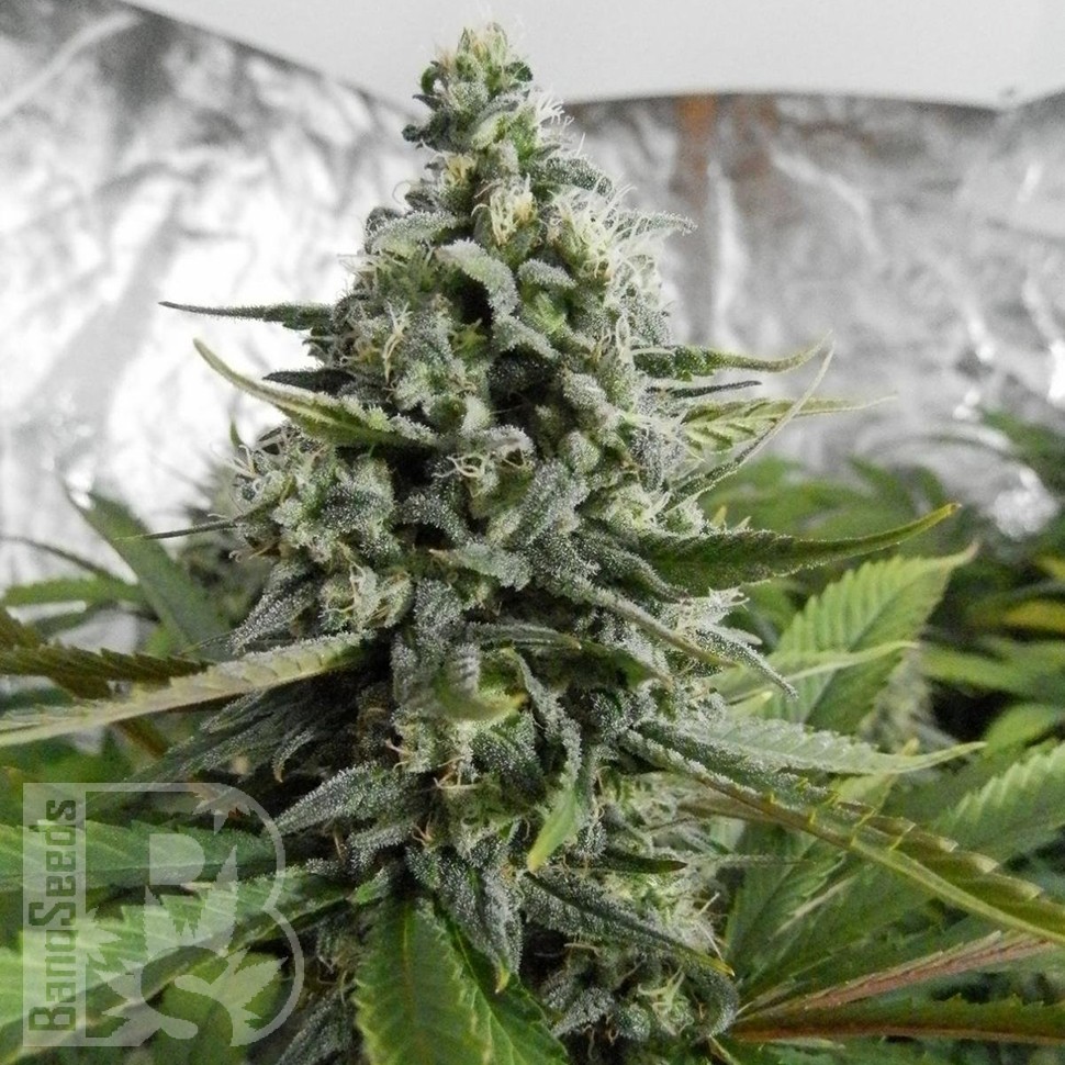 Семена каннабиса  Auto Deimos feminised Ganja Seeds