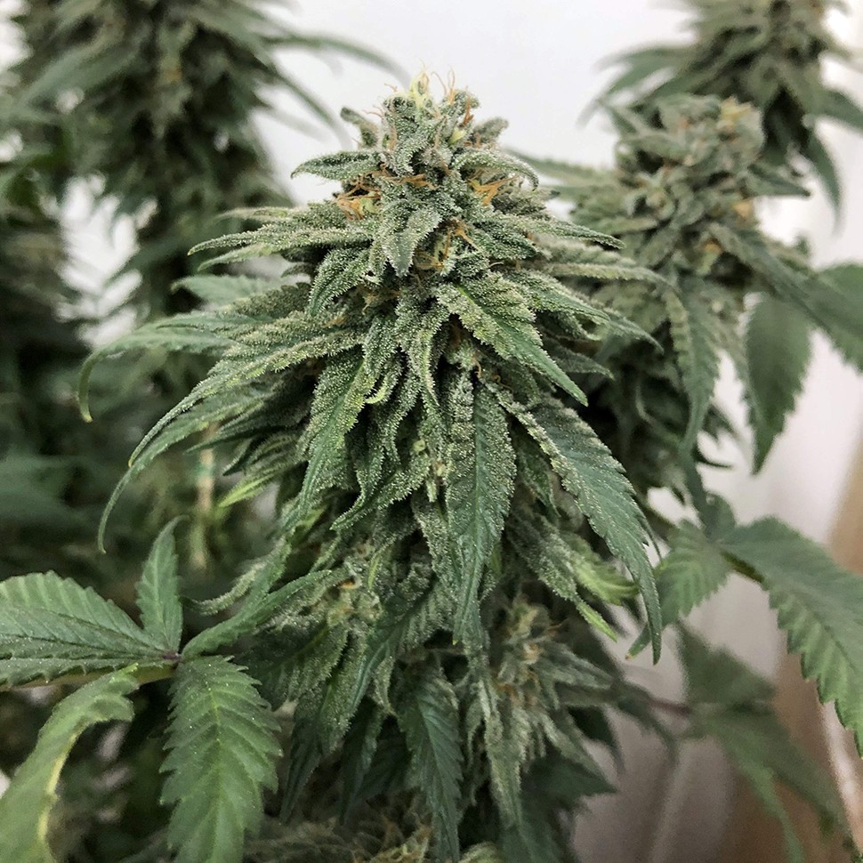 Семена  Jack regular Ganja Seeds