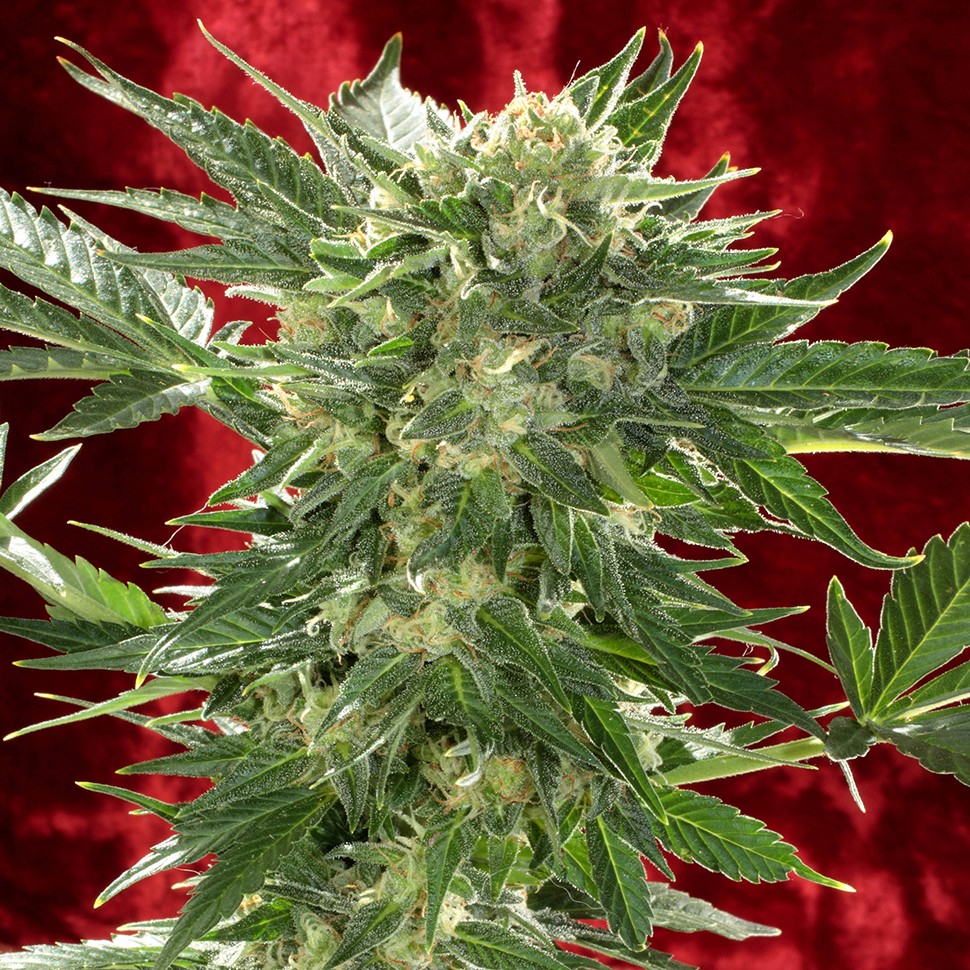 Семена  Auto White Russian XXL feminised Ganja Seeds