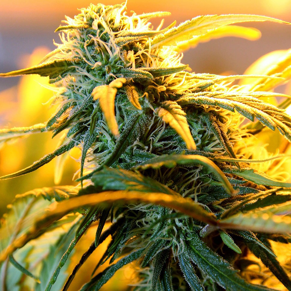 Семена Great White Russian feminised Ganja Seeds