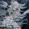 Семена марихуаны  Auto Tropicana Cookies feminised Ganja Seeds