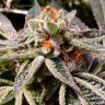 Семена марихуаны  Auto Tropicana Cookies feminised Ganja Seeds