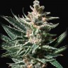 Семена марихуаны  Auto Tropicana Cookies feminised Ganja Seeds