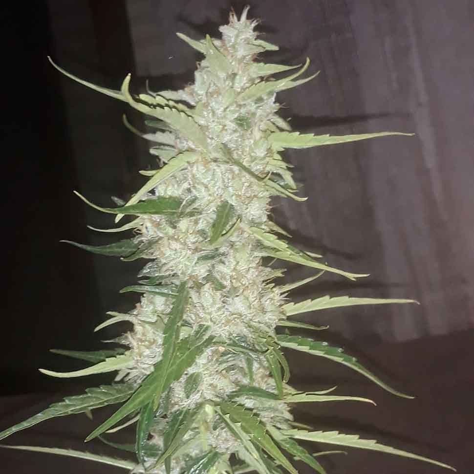 Семена конопли Auto Russian Rocket Fuel regular Ganja Seeds