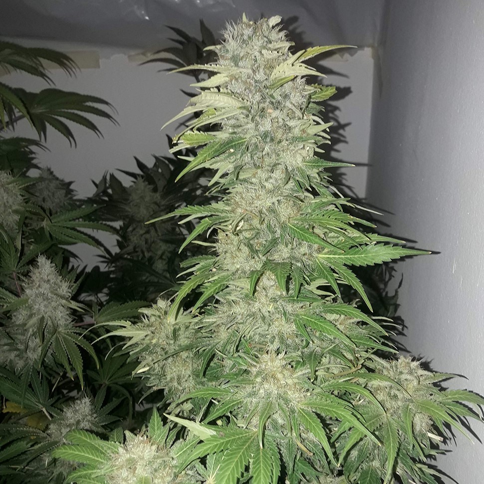 Семена каннабиса Mataro Blue regular Ganja Seeds