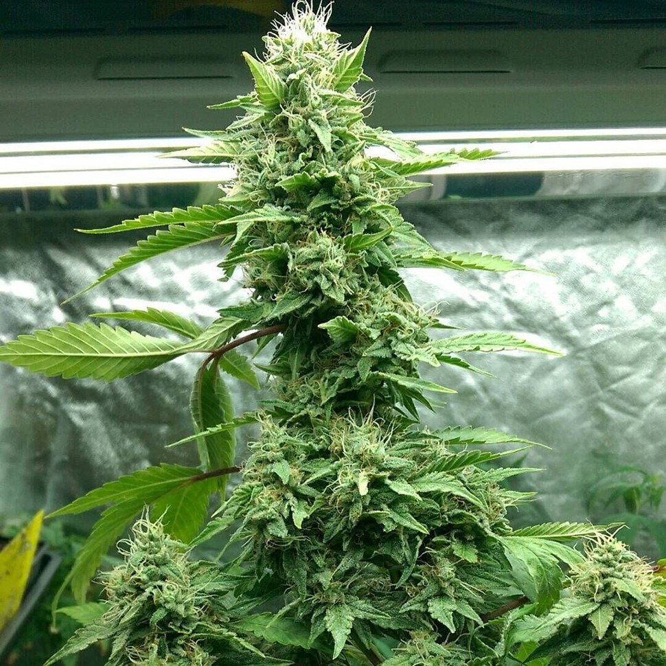 Семена каннабиса Pakistan Valley feminised Ganja Seeds