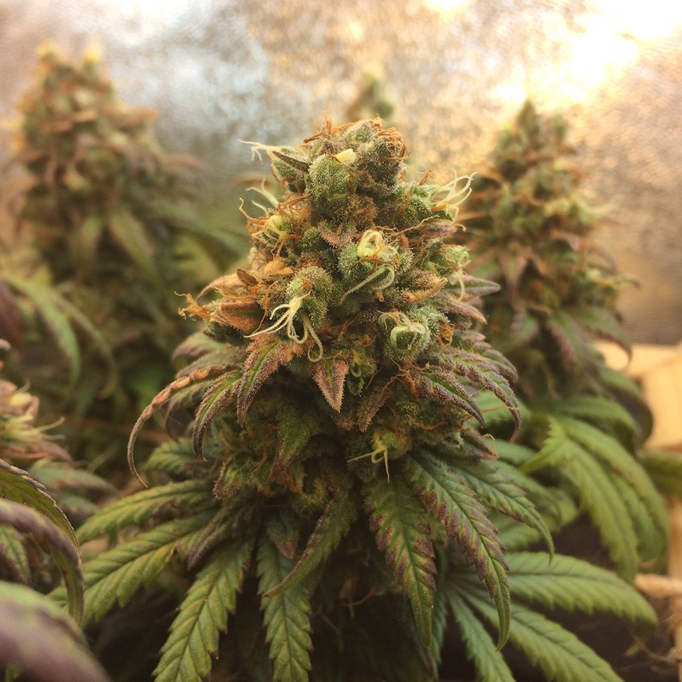 Семена ганжа  Auto Jack Herer feminised Neuro Seeds