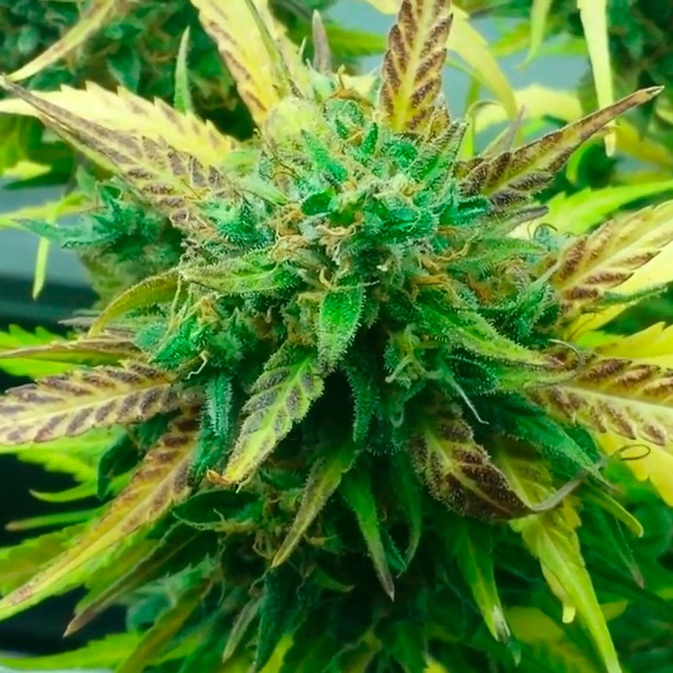 Семена Think Fast feminised Ganja Seeds