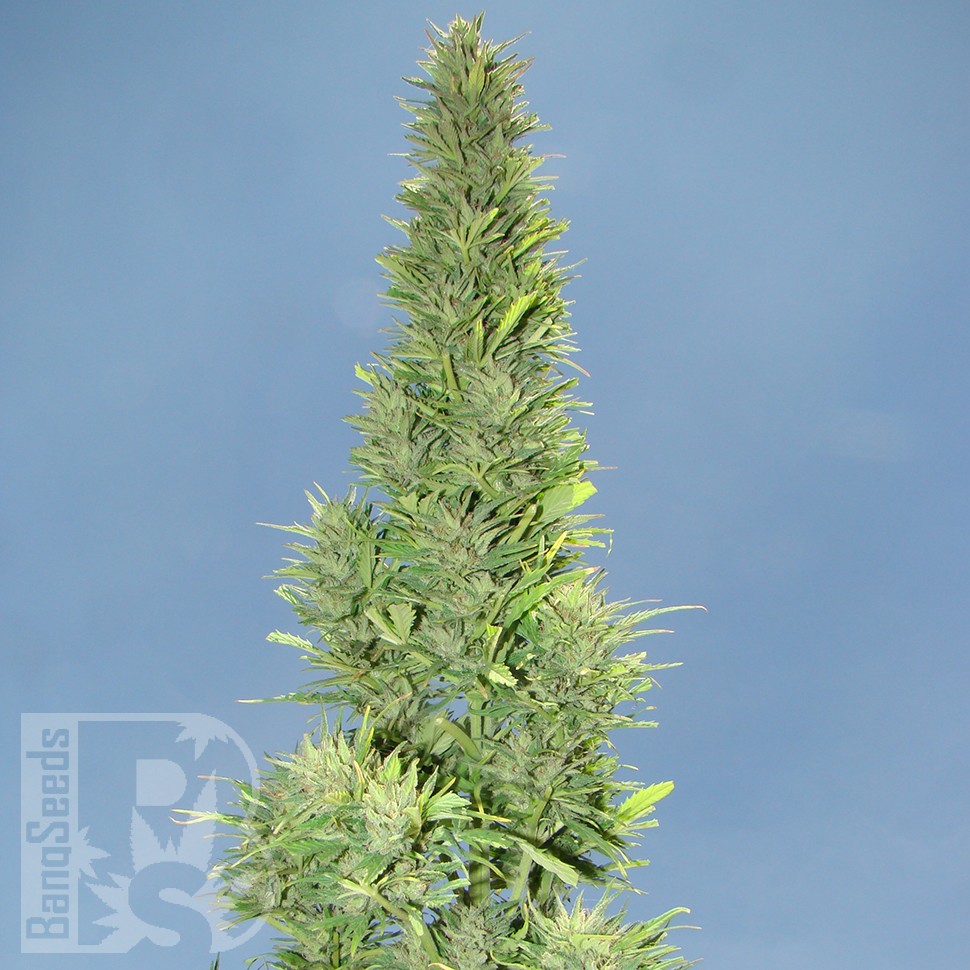 Семена каннабиса  Auto Durban Poison feminised Ganja Seeds