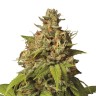 Семена каннабиса  Auto Durban Poison feminised Ganja Seeds