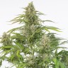 Семена марихуаны  Cheese CBD feminised Ganja Seeds