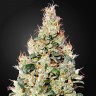 Семена марихуаны  Cheese CBD feminised Ganja Seeds