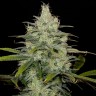 Семена марихуаны  Cheese CBD feminised Ganja Seeds