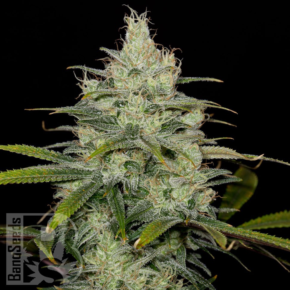 Семена марихуаны  Cheese CBD feminised Ganja Seeds
