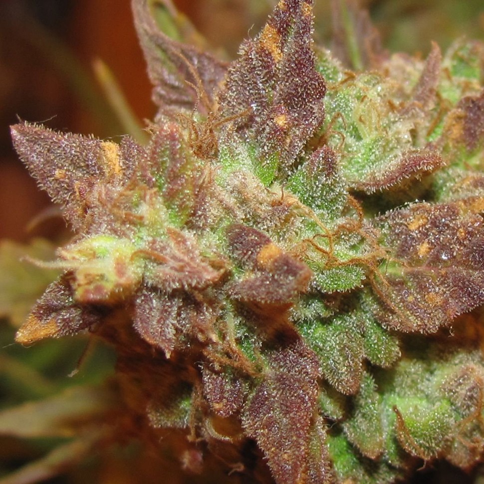 Семена каннабиса  Auto Big Devil #2 feminised Ganja Seeds