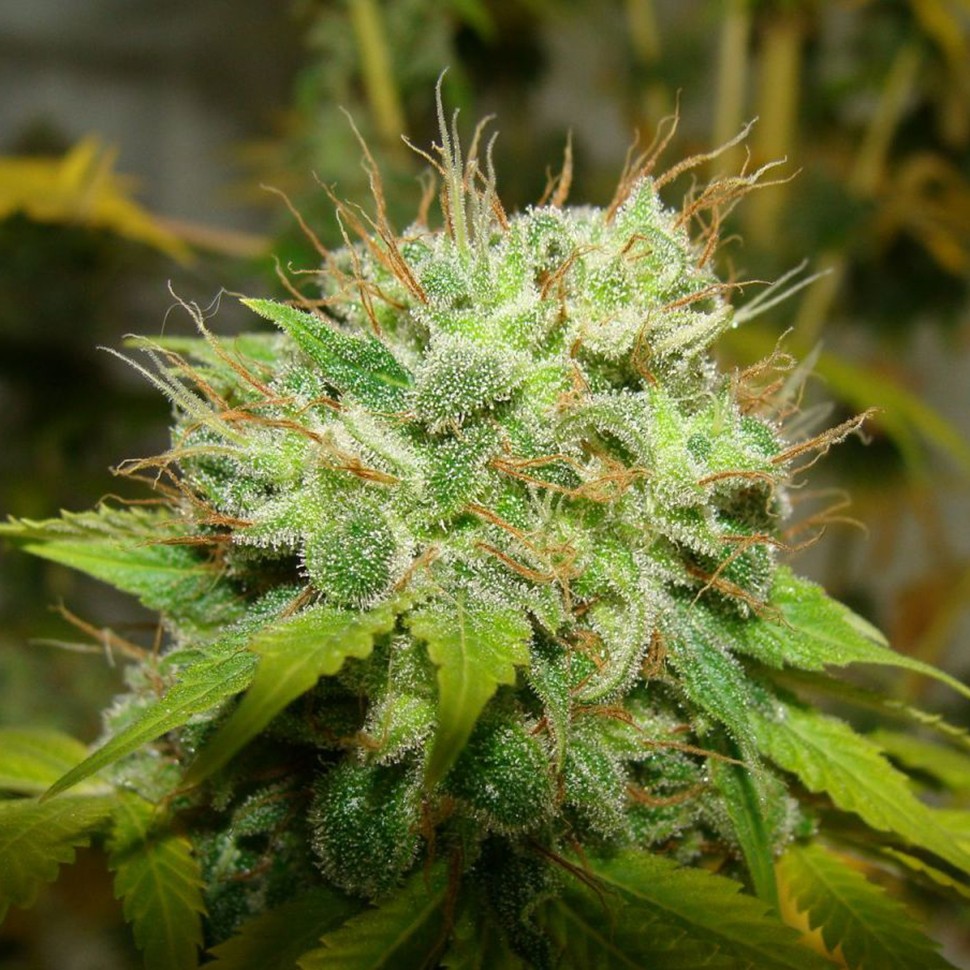 Семена конопли  Auto Super Mazar feminised Ganja Seeds