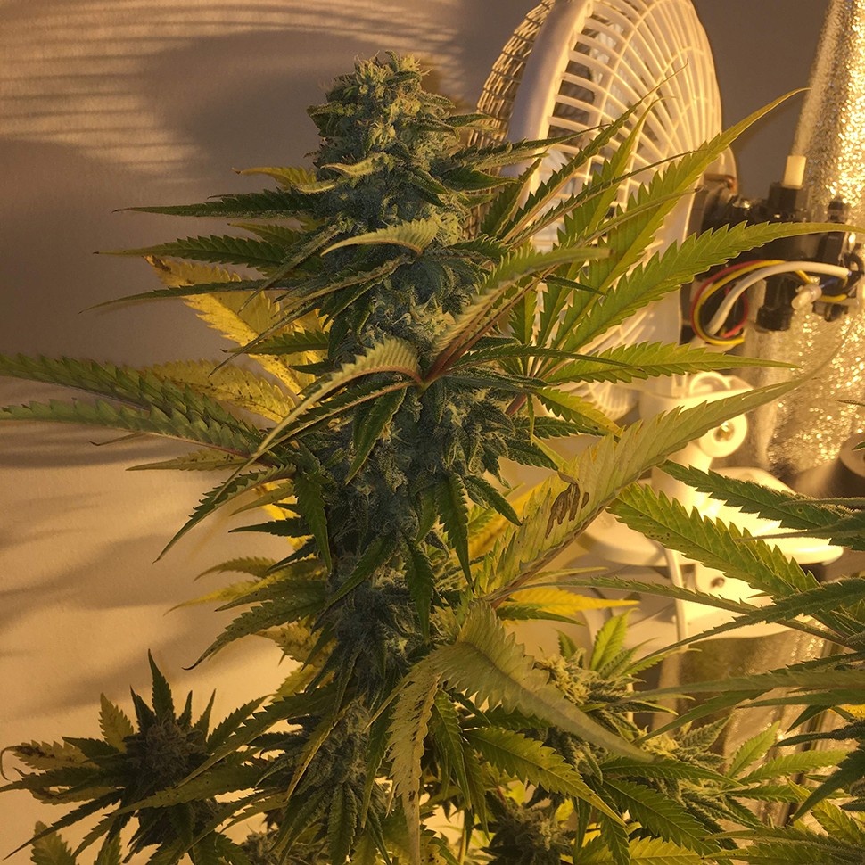 Семена марихуаны  Green Poison regular Ganja Seeds