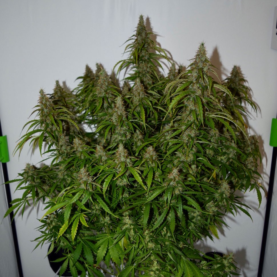 Семена ганжа  Auto Namor feminised GanjaVIP Seeds