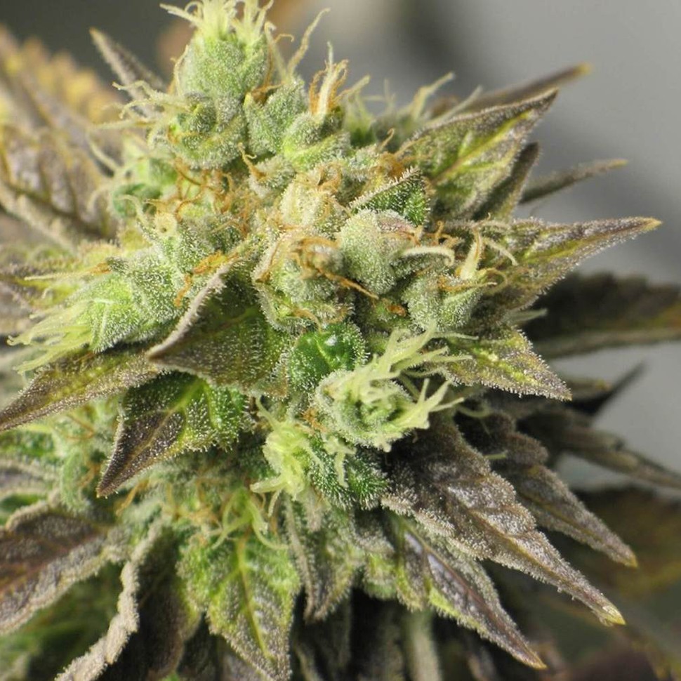 Семена конопли  Auto New York Diesel feminised Neuro Seeds