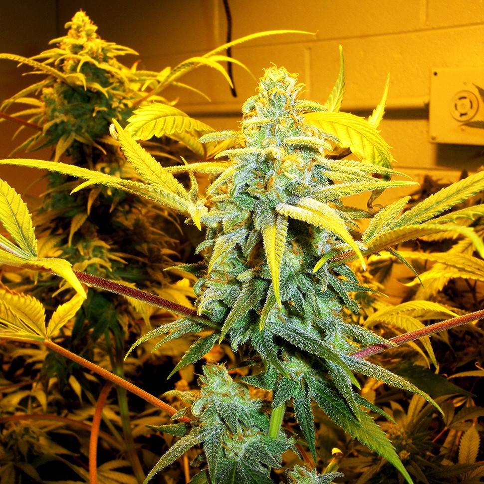 Семена ганжа Burabay feminised Bang Seeds