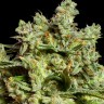 Семена ганжа  Burabay feminised Bang Seeds