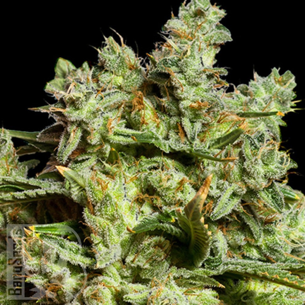 Семена ганжа  Burabay feminised Bang Seeds