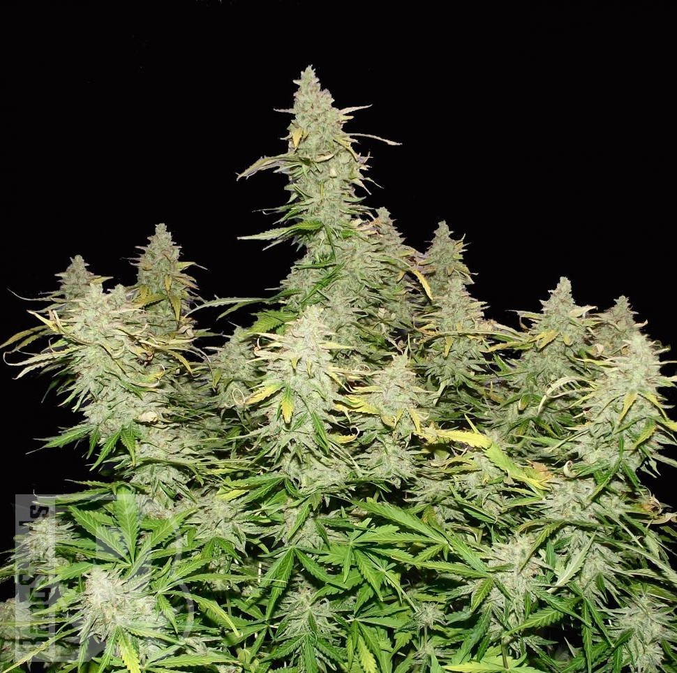 Семена ганжа  Burabay feminised Bang Seeds