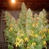 Семена ганжа  Burabay feminised Bang Seeds