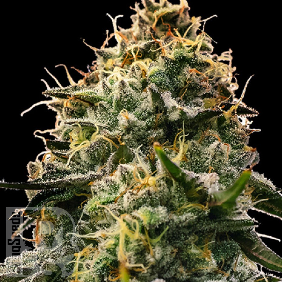 Семена ганжа  Burabay feminised Bang Seeds