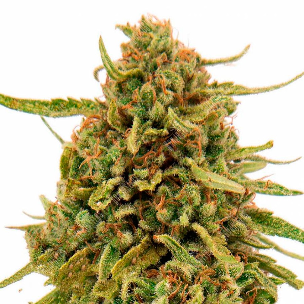 Семена конопли  Widow Remedy feminised Ganja Seeds
