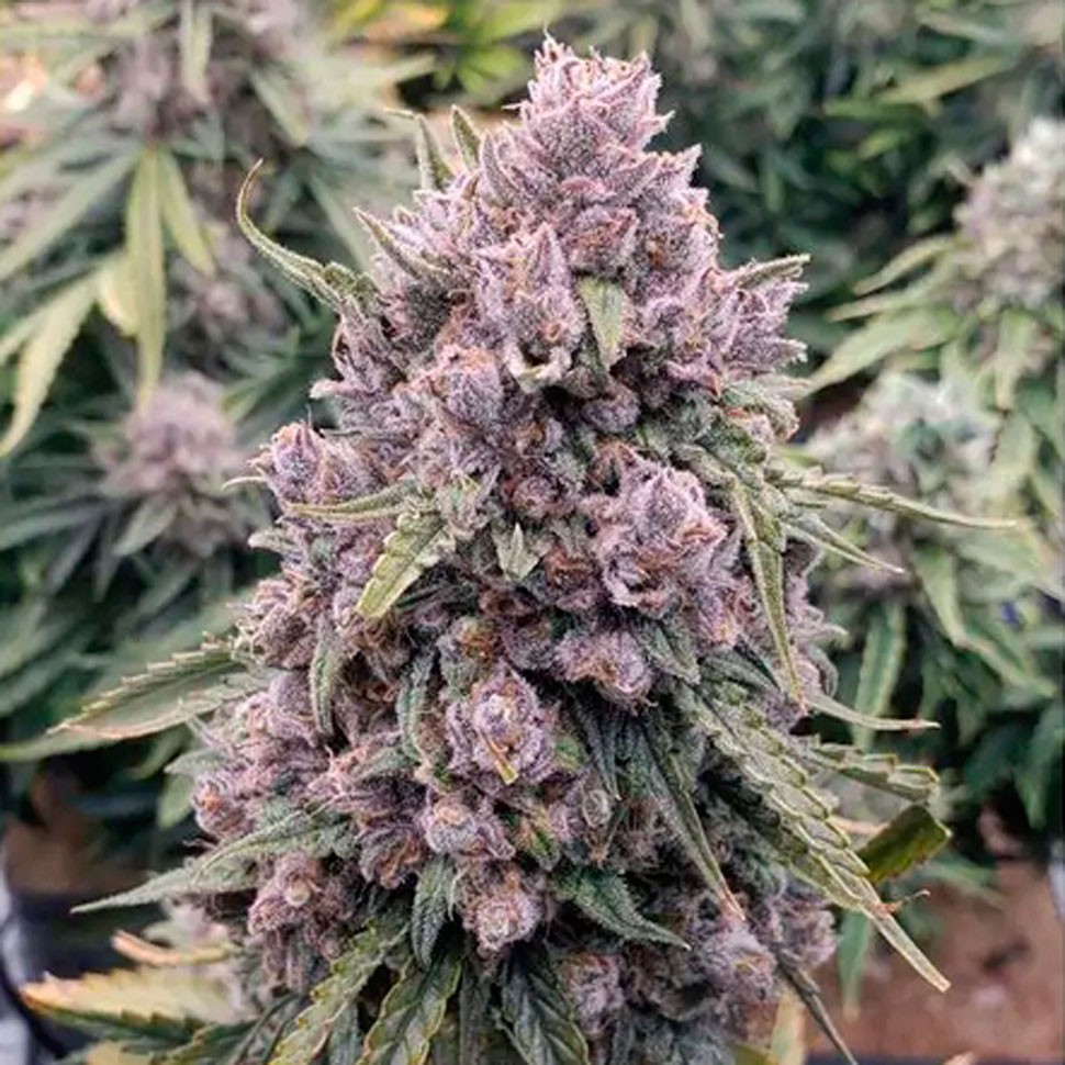 Семена конопли  Auto Cinderella Jack feminised Ganja Seeds