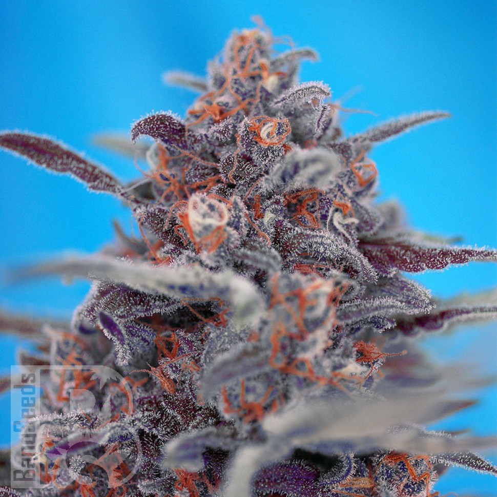 Семена ганжа  Auto Devil Cream feminised Ganja Seeds