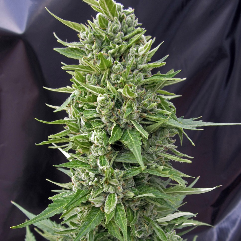 Семена конопли  Auto Northern Light feminised Neuro Seeds