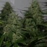 Семена  Burana feminised Bang Seeds