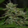 Семена  Burana feminised Bang Seeds