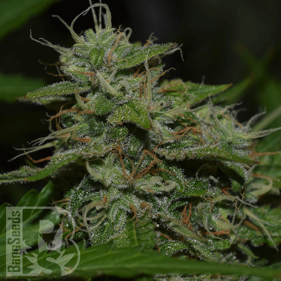 Семена  Burana feminised Bang Seeds