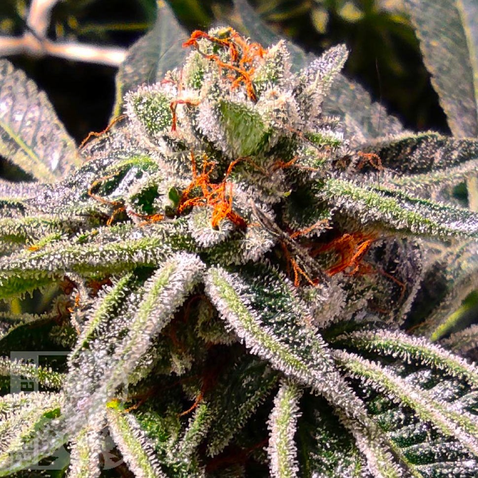 Семена  Tropicana Cookies feminised Ganja Seeds