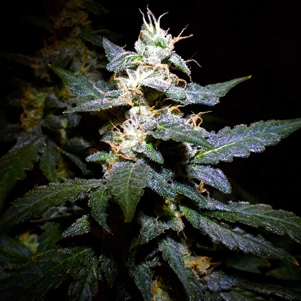 Семена  Auto Jack feminised Ganja Seeds