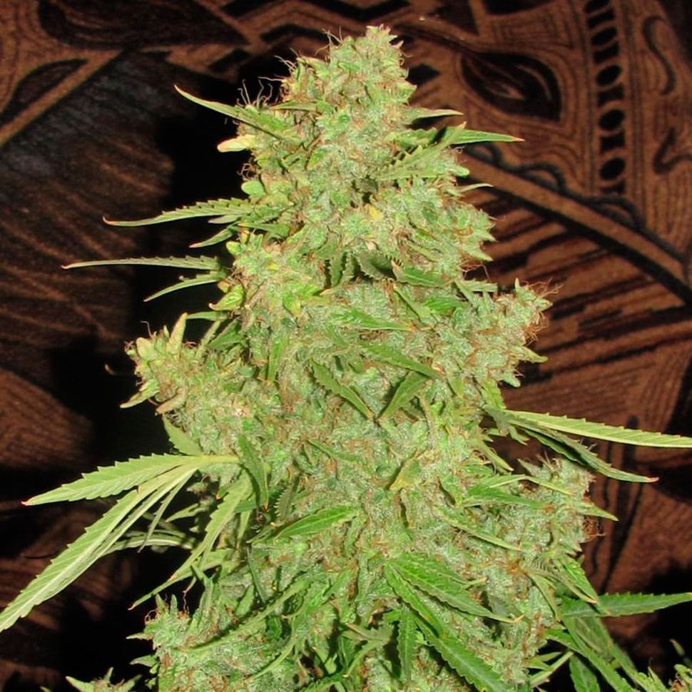 Семена конопли Auto Skaar feminised GanjaVIP Seeds