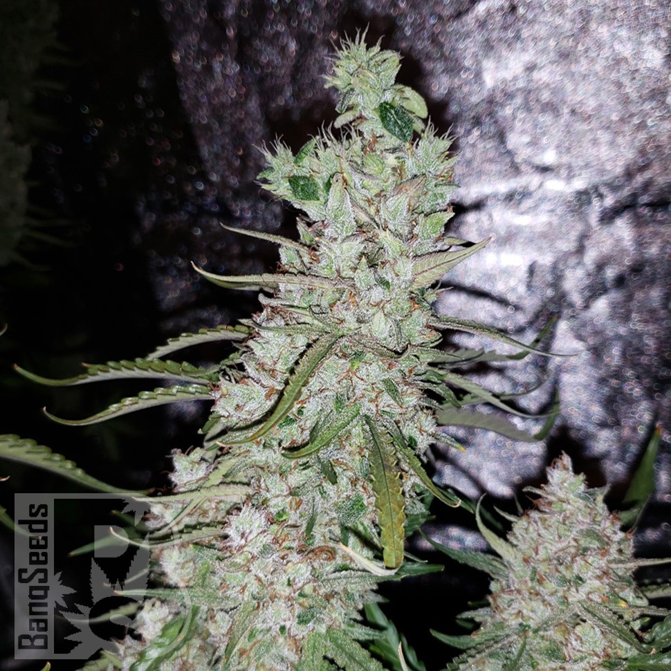 Семена ганжа  Auto Dr. Grinspoon feminised Ganja Seeds