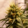 Семена каннабиса  Pineapple Chunk feminised Ganja Seeds