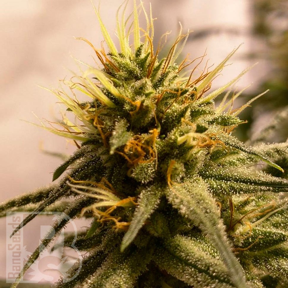 Семена каннабиса  Pineapple Chunk feminised Ganja Seeds