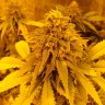 Семена каннабиса  Pineapple Chunk feminised Ganja Seeds
