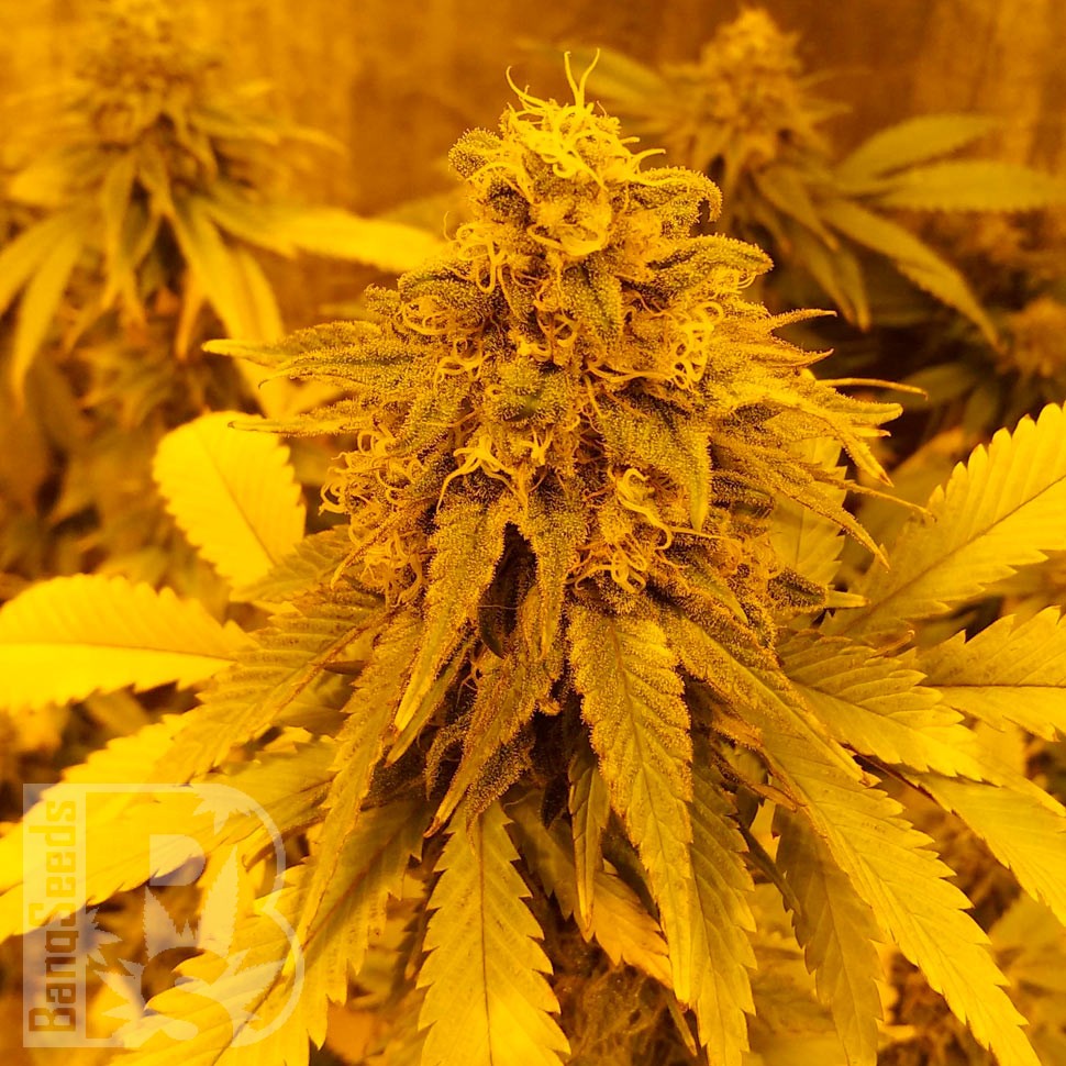 Семена каннабиса  Pineapple Chunk feminised Ganja Seeds