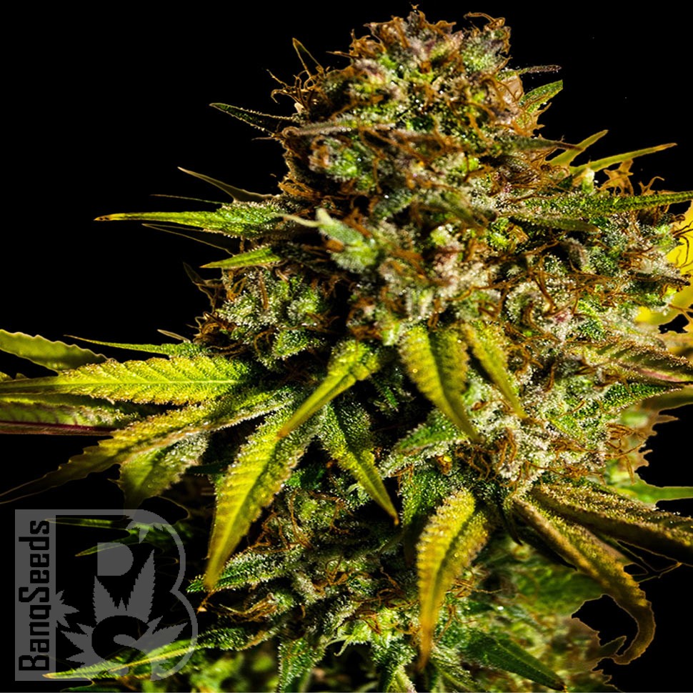 Семена конопли  Mintz feminised Ganja Seeds