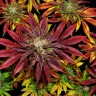 Семена конопли  Mintz feminised Ganja Seeds
