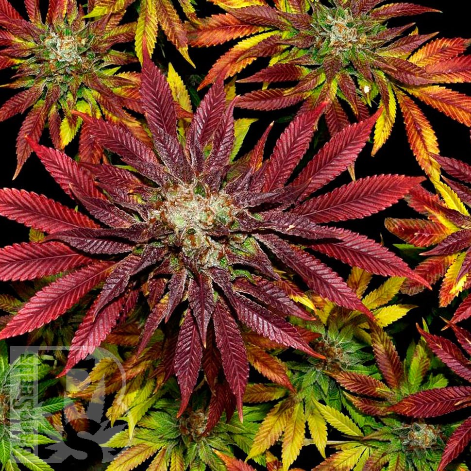 Семена конопли  Mintz feminised Ganja Seeds