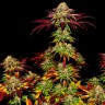 Семена конопли  Mintz feminised Ganja Seeds