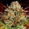 Семена конопли  Mintz feminised Ganja Seeds